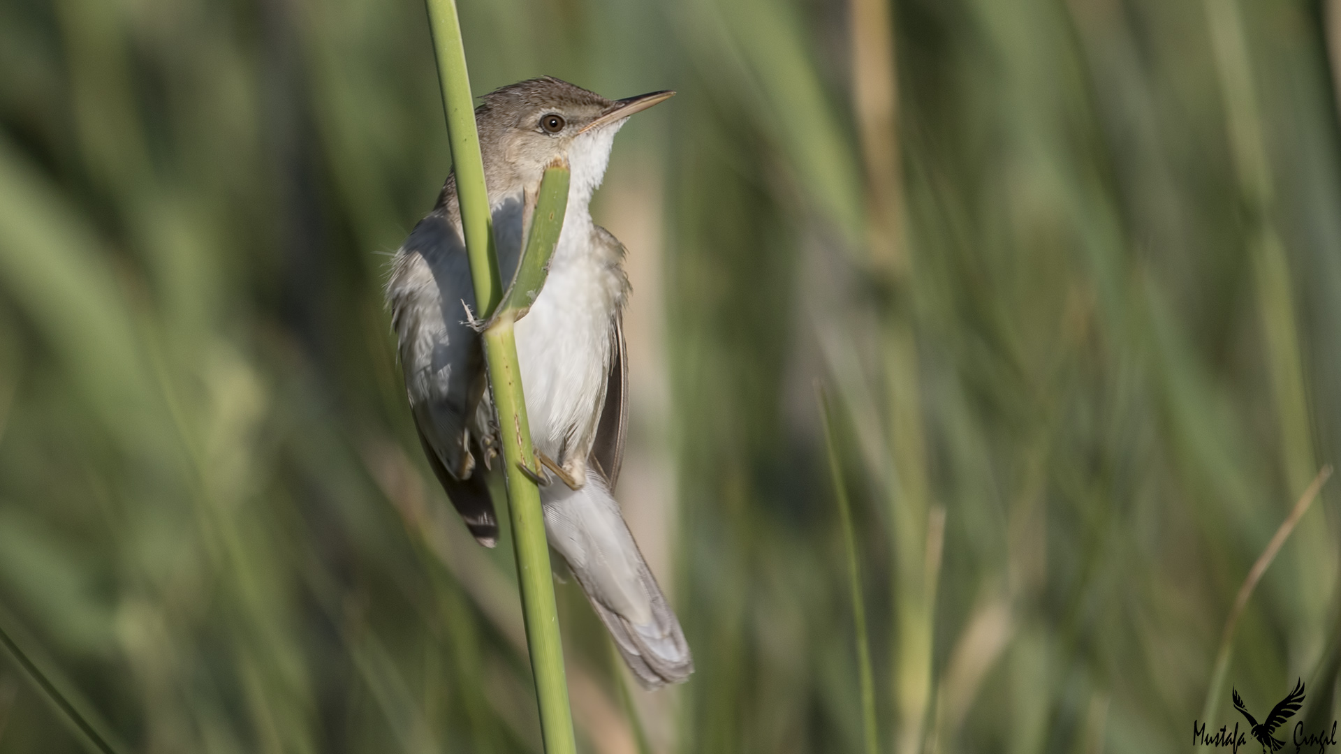 Eurasian Reed Warbler — Ana fotoğraf